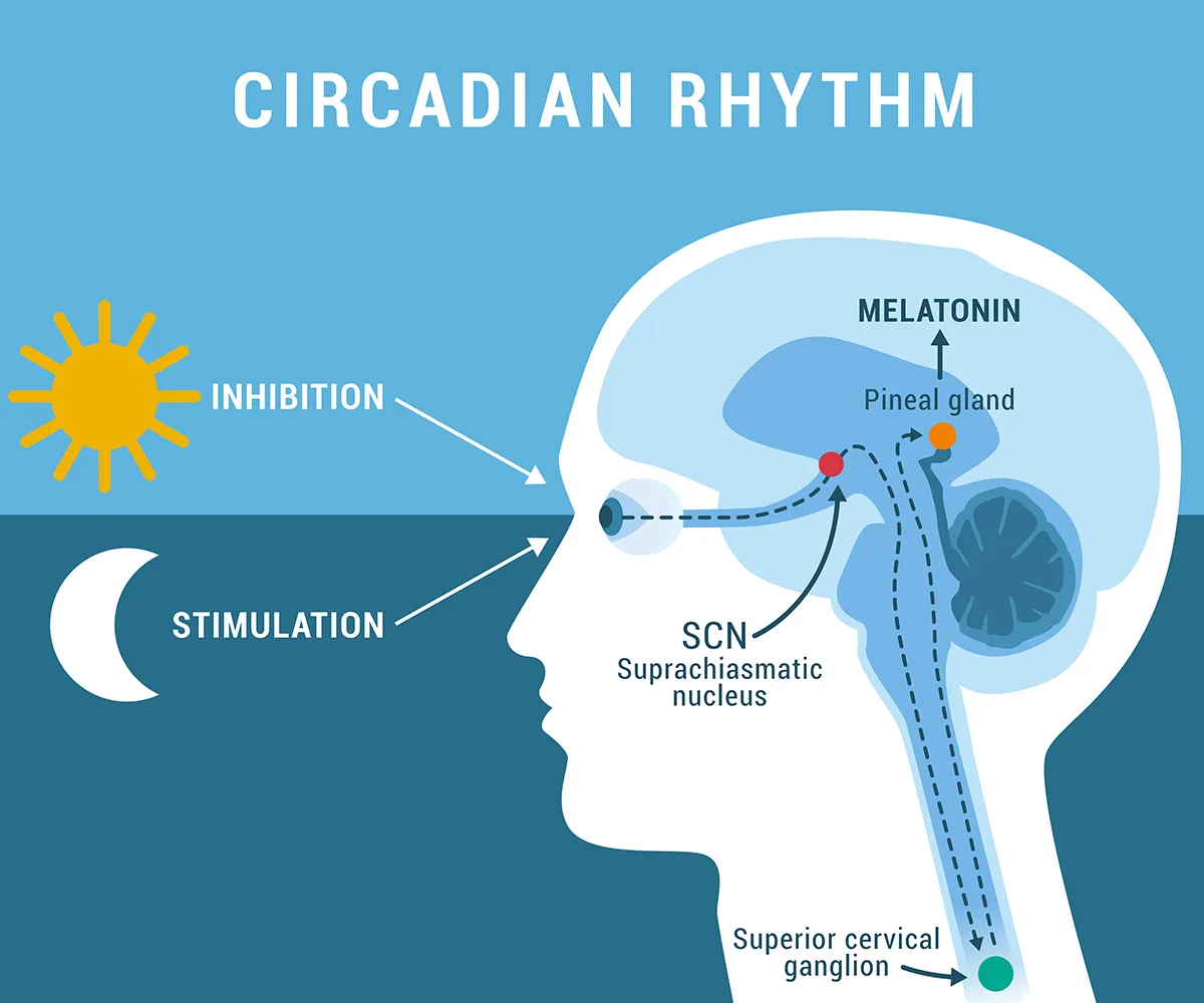circadian rhythym